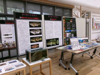 外来魚展の様子3