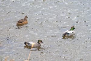 甲突川のカモ かごしま環境未来館 鹿児島市の環境学習 環境保全活動の拠点施設